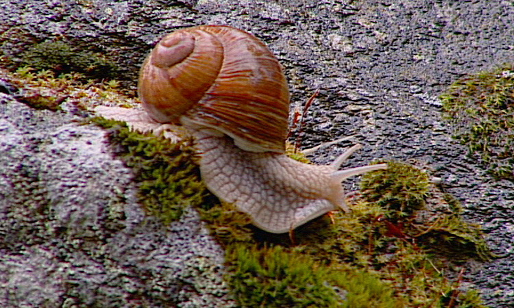 Biodiversité - Les Métazoaires ou Animaux - 3mn 30s